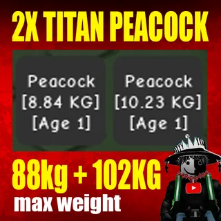 2X TITANIC PEACOCK