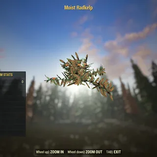 Rare Misc | Moist Radkelp | Displayable |