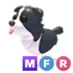 Mfr Border collie - mega fly ride