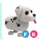 FR dalmatian - fly ride
