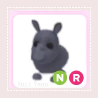 Pet | NR Rhino