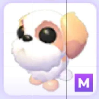 Mega Shih Tzu