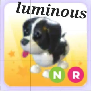 N Black Springer Spaniel