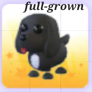 Royal Palace Spaniel