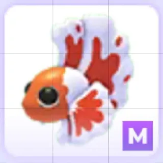 Mega Orange Betta Fish