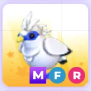 Mega FR Bali Starling