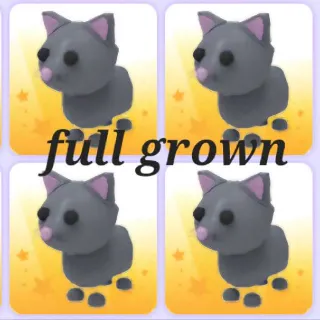 4x Full Grown Cat