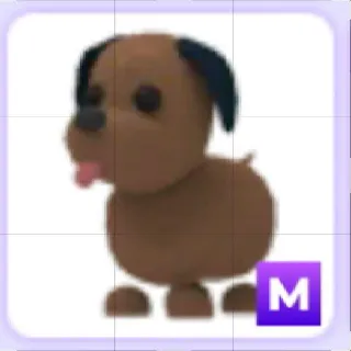 Mega Chocolate Labrador