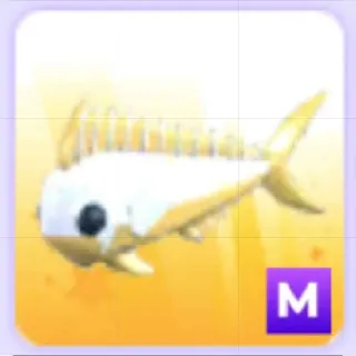 Mega Gold Mahi-Mahi