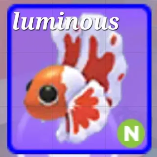 Neon Orange Betta Fish