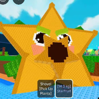 14.3KG TITANIC STARFRUIT