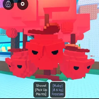 8.6KG TITANIC RUBY FROSTALO BERRINO