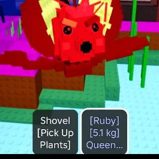 5.1KG RUBY QUEEN LIMON