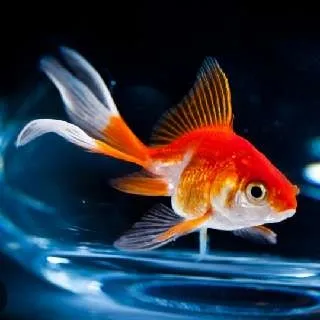 GOLDfish
