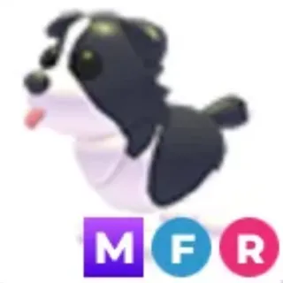 Border Collie MFR