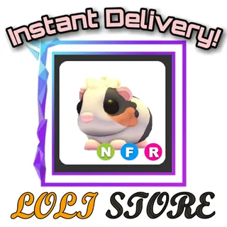 NFR Tortoiseshell Guinea Pig