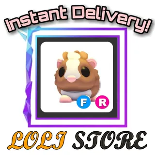 FR Chocolate Dutch Guinea Pig