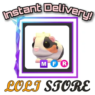 MFR Tortoiseshell Guinea Pig