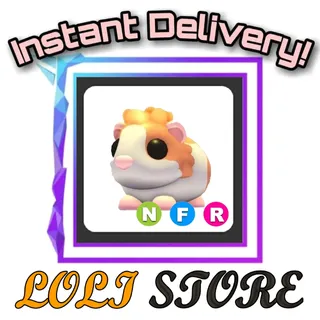 NFR Red Dutch Guinea Pig