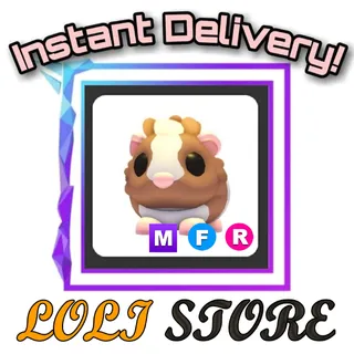 MFR Chocolate Dutch Guinea Pig