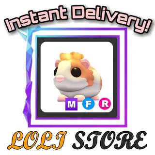 MFR Red Dutch Guinea Pig