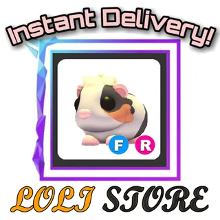 FR Tortoiseshell Guinea Pig