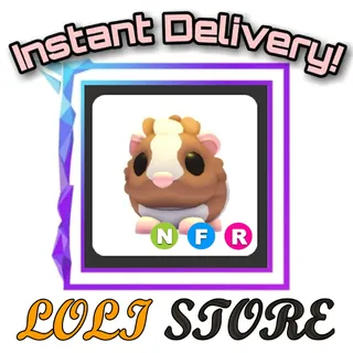 NFR Chocolate Dutch Guinea Pig