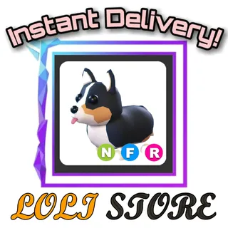 NFR Royal Corgi
