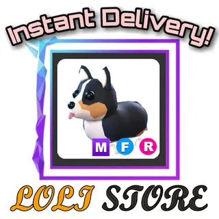 MFR Royal Corgi