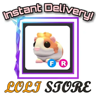 FR Red Dutch Guinea Pig