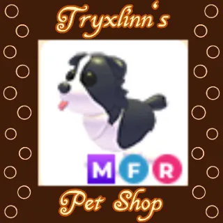 MFR Border Collie