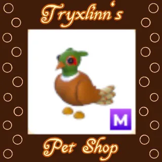 M Brown-Chested Pheasant