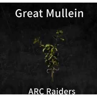 100×Great Mullein