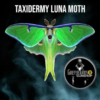 Taxidermy Luna Moth