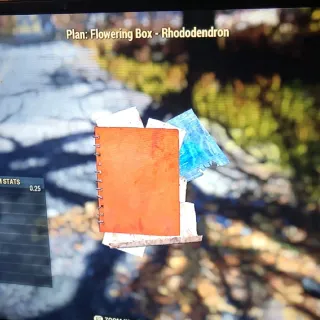 Flowering Box Rhododendron 
