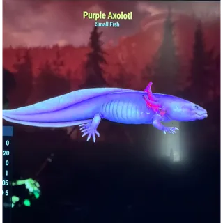 Purple Axolotl 