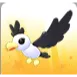 Pilot Gull