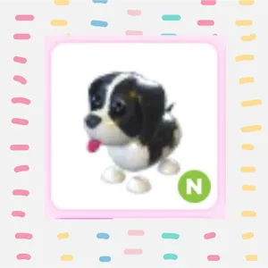 N Black Springer Spaniel