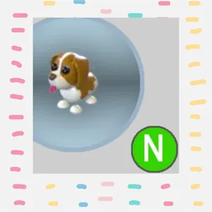 Brown Springer Spaniel