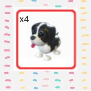 Black Springer Spaniel 4