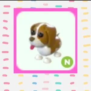 Brown Springer Spaniel N