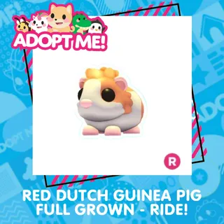RED DUTCH GUINEA PIG -   FULL GROWN, RIDE