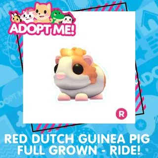 RED DUTCH GUINEA PIG - RIDE 