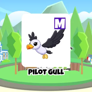 Pilot Gull