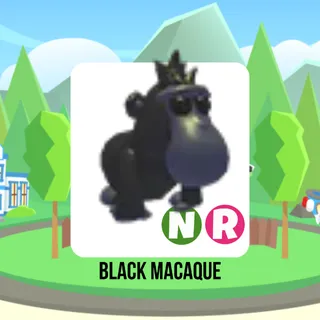 Black Macaque