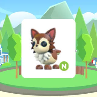 Chihuahua