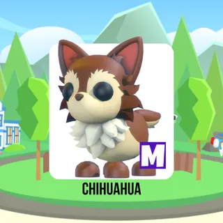 Chihuahua