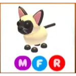 mfr siamese cat