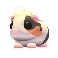 tortoiseshell guinea pig