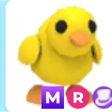 Chick MR